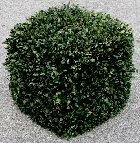 16 inch   Boxwood Cube Topiary